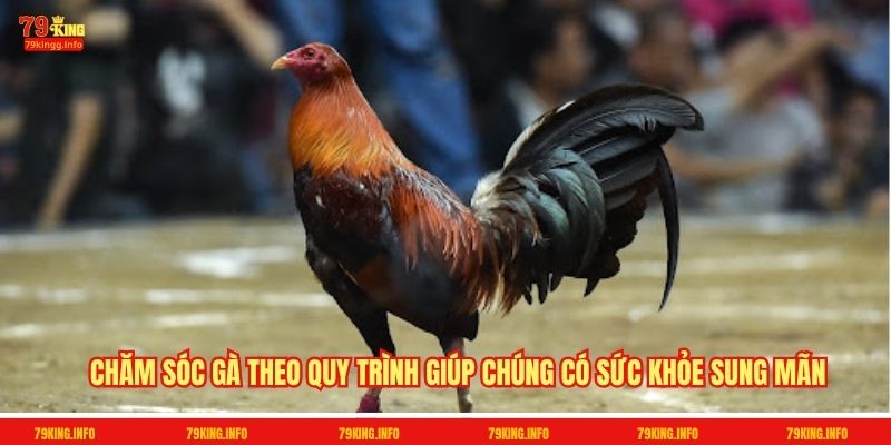 Chăm sóc gà theo quy trình giúp chúng có sức khỏe sung mãn