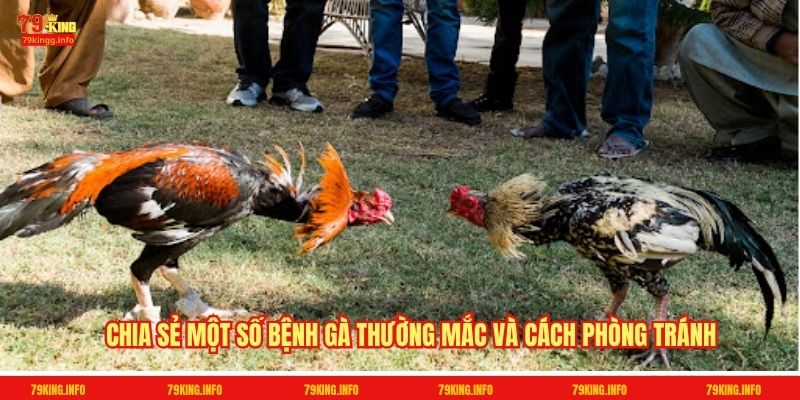 Chia sẻ một số bệnh gà thường mắc và cách phòng tránh