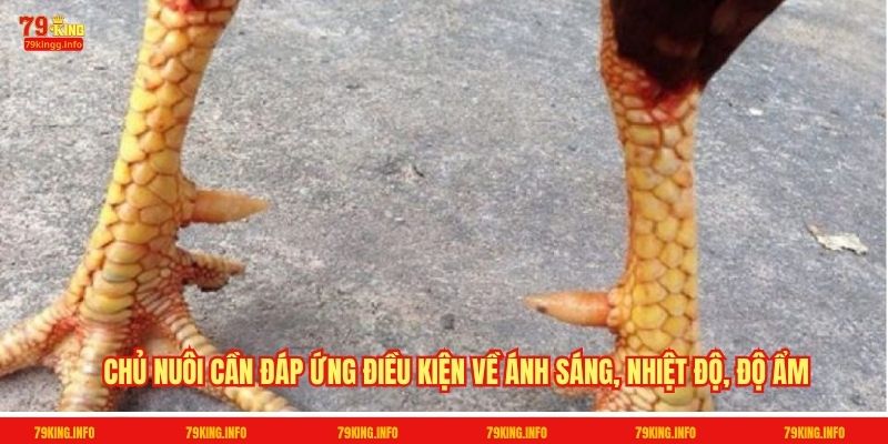 Chủ nuôi cần đáp ứng điều kiện về ánh sáng, nhiệt độ, độ ẩm