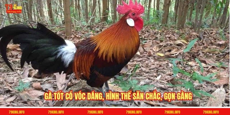 Gà tốt có vóc dáng, hình thể săn chắc, gọn gàng