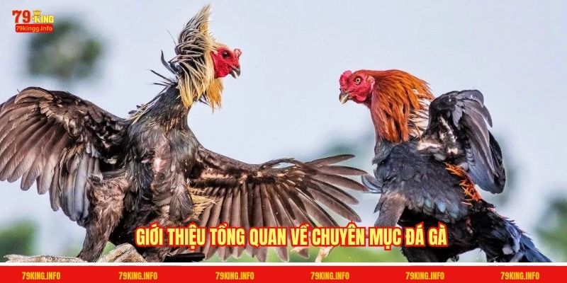 Giới thiệu tổng quan về chuyên mục Đá gà 79King