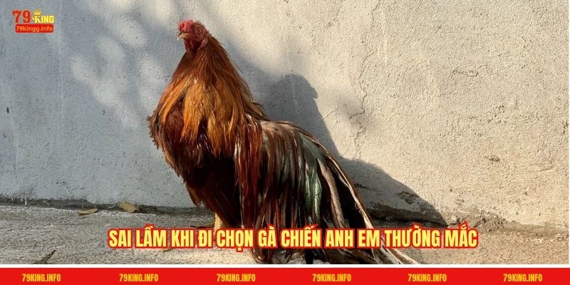 Sai lầm khi đi chọn gà chiến anh em thường mắc