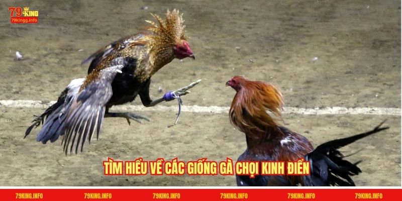 Tìm hiểu về các giống gà chọi kinh điển