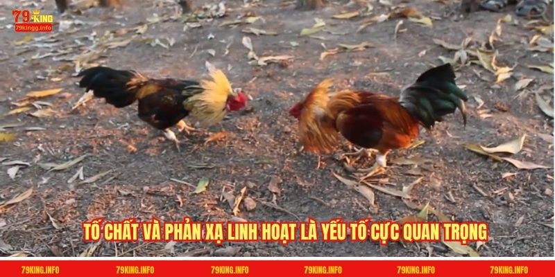 Tố chất và phản xạ linh hoạt là yếu tố cực quan trọng