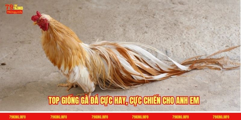 Top giống gà đá cực hay, cực chiến cho anh em