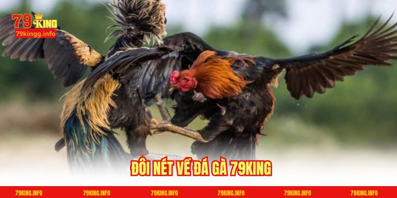 Đôi nét về Đá Gà 79King